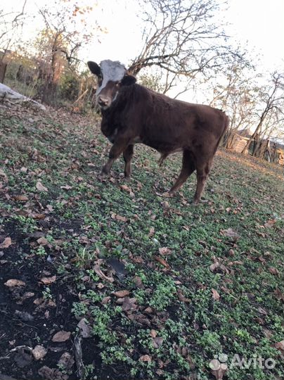 Бычки и телки