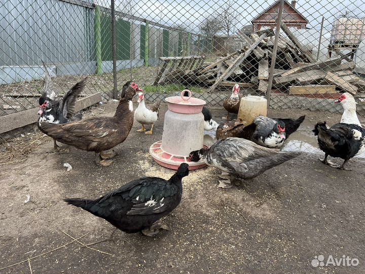 Инкубационное яйцо индоутки высокое качество