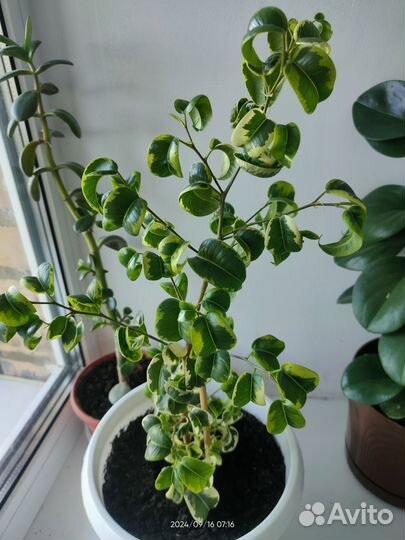 Crassula.Денежное дерево(Толстянка)