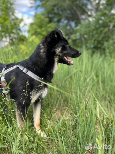 Собака в добрые руки. Храбрый Эль