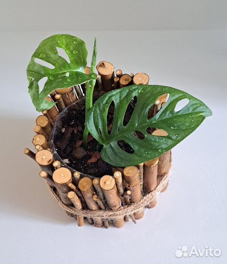 Монстера манки