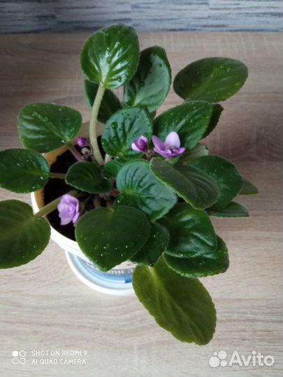 Комнатные растения