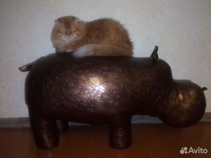 Кот в дар