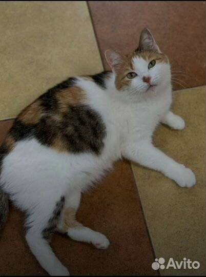 Кошка