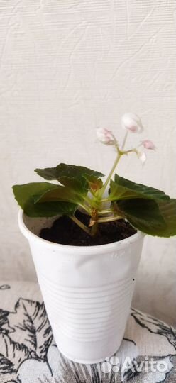 Бегония вечноцветущая махровая