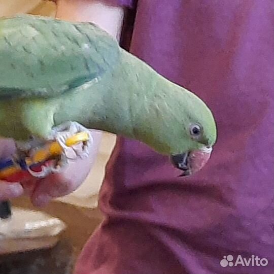 Ожереловый попугай птенцы