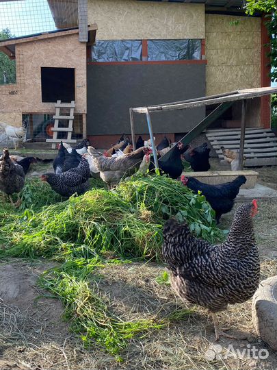 Куры молодые несушки без обмана