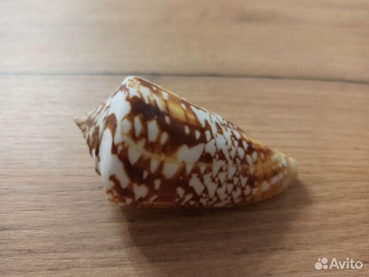 Морская раковина