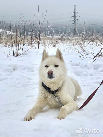 Собака в добрые руки. хаски