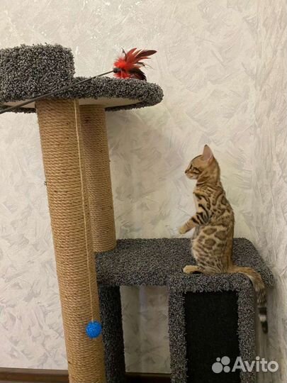 Когтеточка