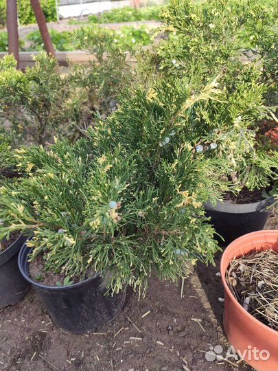 Можжевельник казацкий Вариегата