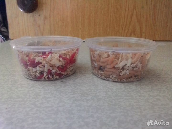 Опарыш долгоживущий