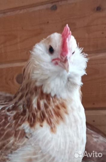 Фавероль, яйцо и цыплята