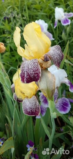 Ирис, Ландыш, Колокольчик, Мелисса, Лилейник