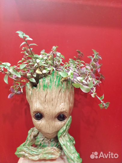 Каллизия бьянка