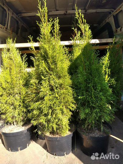 Туя смарагд