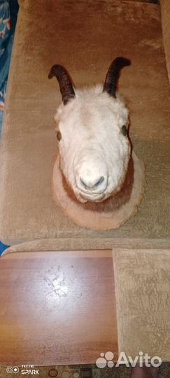 Чучело головы горной козы