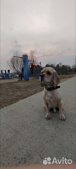 Американский кокер спаниель вязка