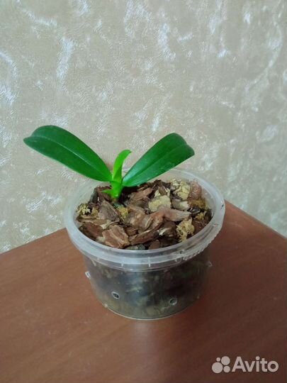 Орхидея фаленопсис