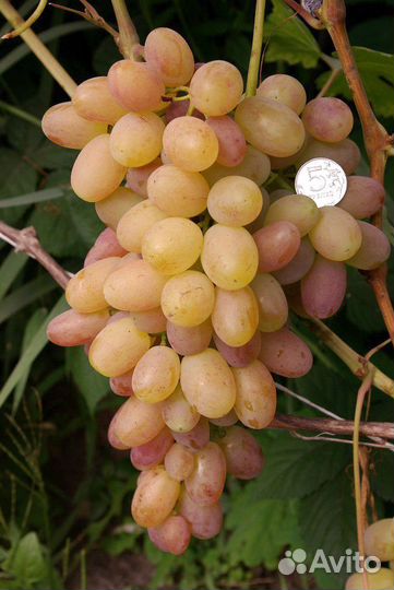 Двухлетние саженцы винограда