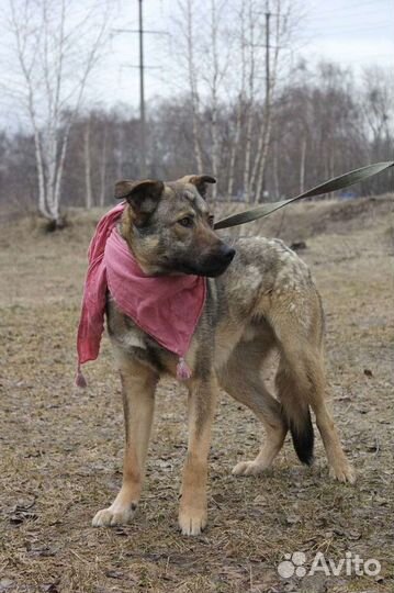 Собачка, похожая на бельгийскую овчарку