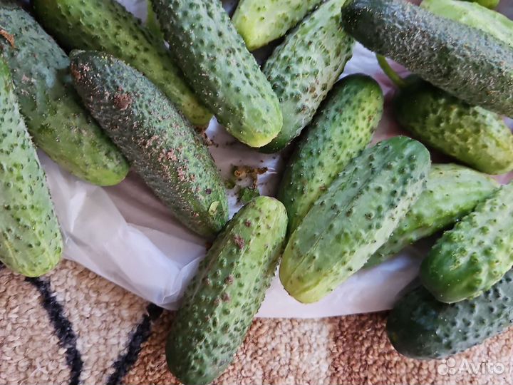 Огурцы свежие