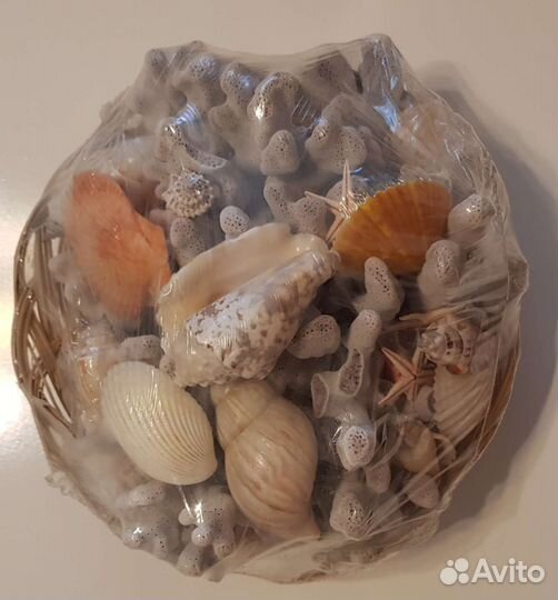 Ракушки и кораллы