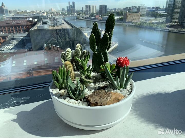 Флорариум: суккуленты и кактусами под заказ
