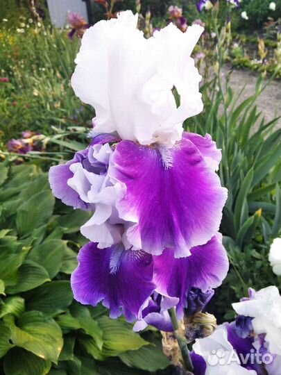 Ирисы бородатые