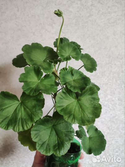 Пеларгония герань