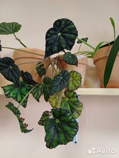 Бегония Бауэра