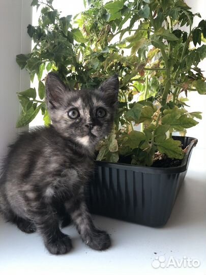 Котенок девочка