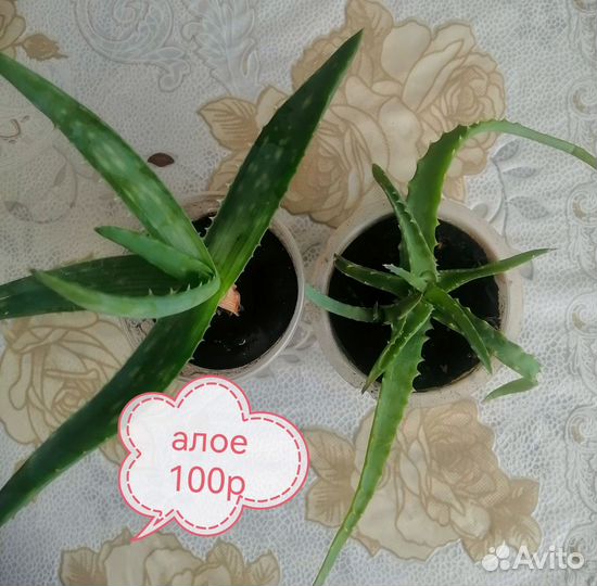 Продам цветы комнатные