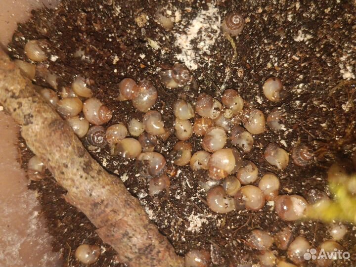 Улитки ахатины