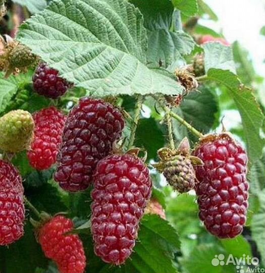 Ежемалина Тайбери,Букингем Тайбери и Медана Тайбер