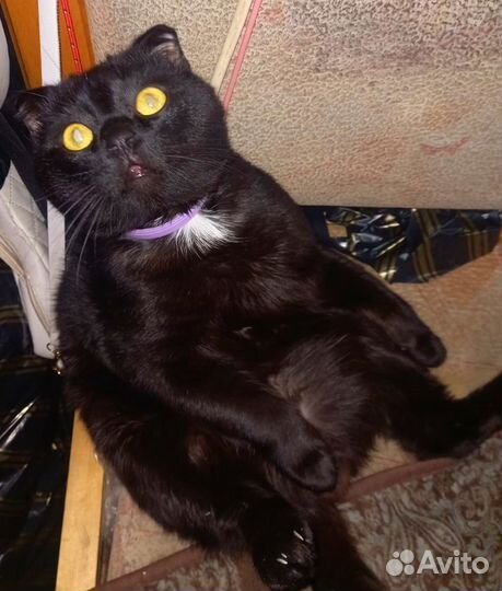 Котята (2 шт) в добрые руки