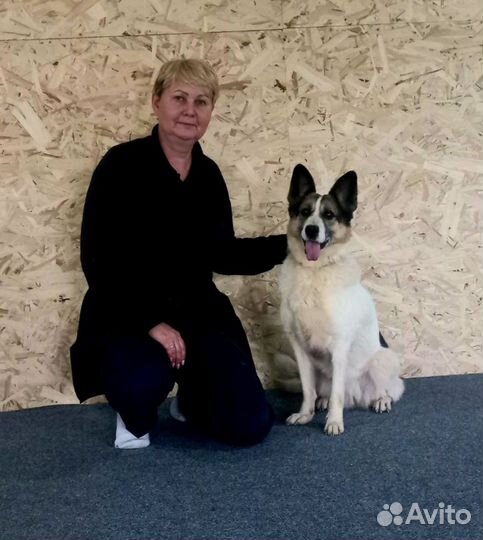 Кинолог(дрессировка собак)