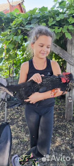 Петух ручной 4 месяца