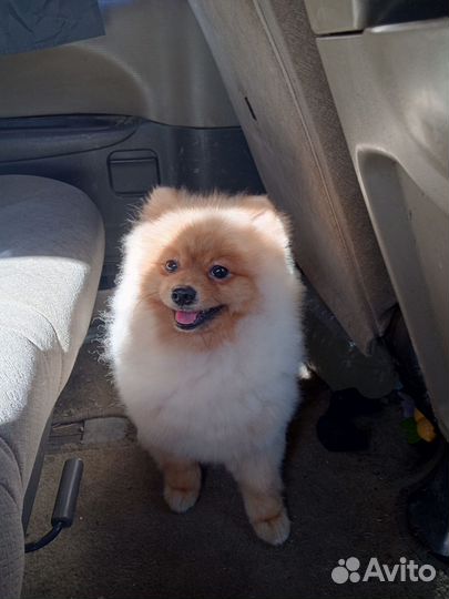 Померанский шпиц вязка кобель