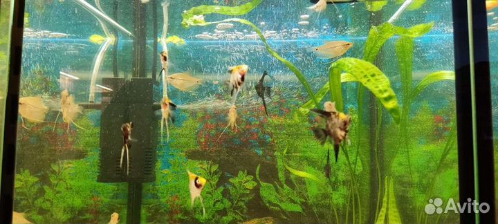 Аквариумные рыбки