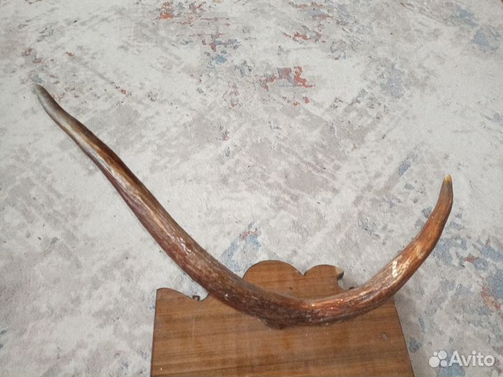 Рога (сделано в СССР)