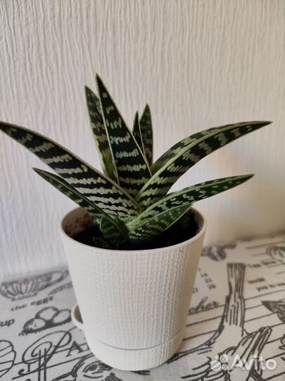 Алоэ пестрое