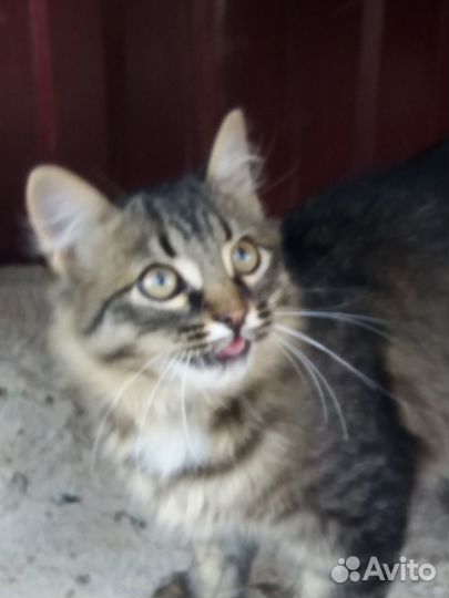 Котик в добрые руки