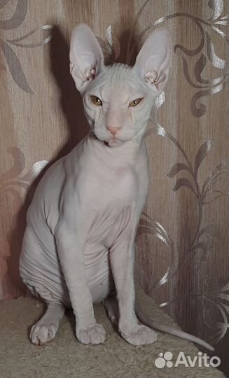 Котёнок сфинкс - флок