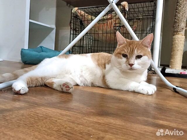 Всю жизнь в клетке. Кошечка Изабелла ищет дом