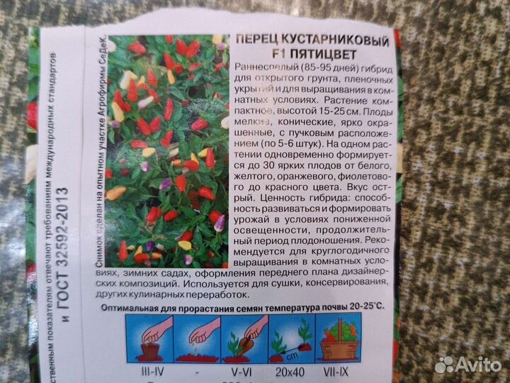 Перец комнатный острый пятицвет