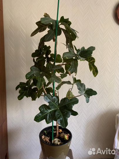 Продам цветок Кодиеум 125 см