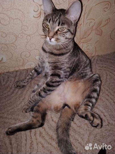 Кошка в добрые руки