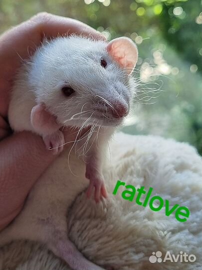 Крысята от ratlove,снежинка кудряшка