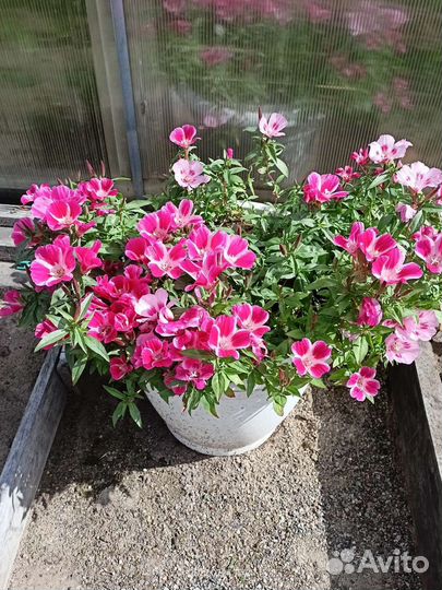 Продам рассаду